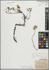 Foto von Salix repens subsp. incubacea (L.) A. Neumann